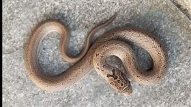 蛋蛋蛇，赤背松柏根，闖入住家（圖／翻攝自南投人臉書）