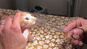 橘貓鼻孔內有寄生蟲，獸醫用夾子將牠夾出。（圖／翻攝kankokunews）