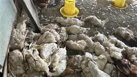 屠城,流浪狗,雞舍,咬死,動保處