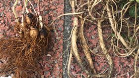 左邊是臺灣烏頭的塊莖，右邊是高山沙參的肥大根莖。（圖／行政院農業委員會提供）