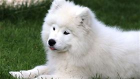 ▲薩摩耶犬（圖／翻攝自pixabay）