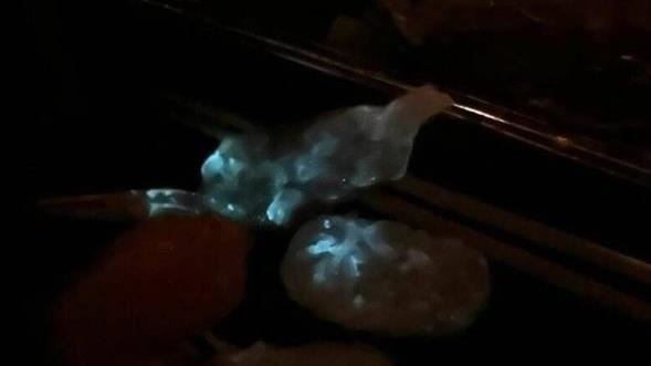 遭爆「螢光蝦壽司」衛生局火速到爭鮮抽驗