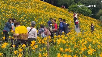 遊客不走賞花動線　金針花傷痕累累被踩死