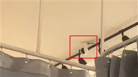 偷拍,入境,越式,洗髮,按摩,新莊,提告,新北,