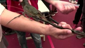 潮州「賽神蝦」！冠軍356克　比手臂還長