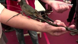 潮州「賽神蝦」！冠軍356克　比手臂還長