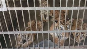 動保團體指六福村傳照養不當爭議  籲檢討改善六福村野生動物園因狒狒事件挨批，動保團體30日指出，園方曾有埃及聖(瞏鳥)脫逃引發生態浩劫、10年內養死8頭長頸鹿及白老虎相互打鬥死亡等黑歷史；而多數老虎僅能在室內，活動空間明顯不足，園方應檢討改善。（鳥語獸躍調查員林婷憶提供）中央社記者郭宣(文三)傳真  112年3月30日
