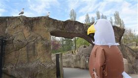 「首席大鵰師」展示如何與海鷗對峙。/鏡週刊（翻自stuff.co.nz）