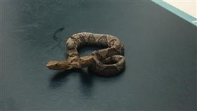 美國維吉尼亞州出現「雙頭蛇」！一名居民日前在家中後院時，發現一條雙頭的銅頭蝮蛇。不少網友看到後，紛紛好奇「雙頭蛇會用哪個頭進食和攻擊？」對此，野生動物中心表示，兩個頭都可以進食和攻擊。（圖／翻攝自《Wildlife Center VA》推特）
‏
