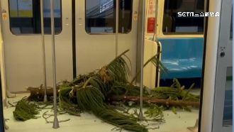 文湖線也曾被樹砸！捷運周邊限建規定曝光