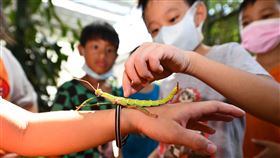 亞泥,生態,竹節蟲,學生,遠企購物