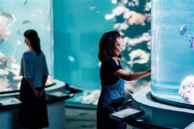 海底珊瑚壯闊美麗　屏東海生館「觀珊望海」行程帶民眾出航探究（業配勿用）