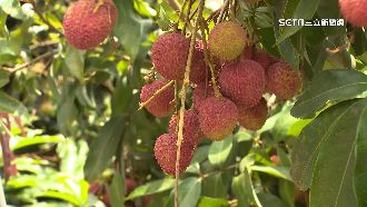 恆春玉荷包首批送北農　一級品單顆7元