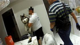 二哈,哈士奇,遛狗,桃園,新北刑大,毒品,