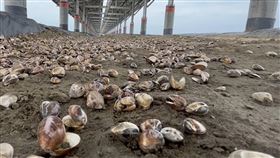 台南北門漁電共生池文蛤大量暴斃台南市北門區一處漁電共生養殖池，4月初放養的約500萬顆文蛤苗在數日間陸續死亡，養殖戶撈起死亡文蛤暫放岸邊。（讀者提供）中央社記者楊思瑞台南傳真  112年4月13日