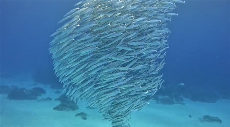 贏過薄荷島！綠島驚見「黃尾金梭魚風暴」