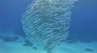 贏過薄荷島！綠島驚見「黃尾金梭魚風暴」