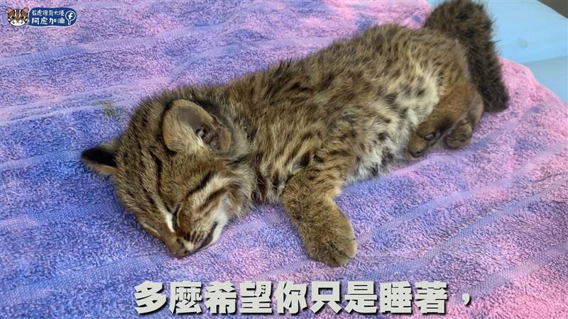 小石虎失親獲救前遭遊蕩貓攻擊　送醫不治