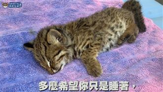 小石虎失親獲救前遭遊蕩貓攻擊　送醫不治