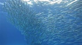 綠島黃尾金梭魚