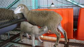 羔羊「跪地吸乳」是孝行？真相不是這回事　清境農場解釋了，圖翻攝自清境農場臉書