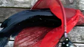 日月潭，魚虎，變色，繁殖期會變成黑白相間的虎斑色，被捕變色(圖／專家提供)