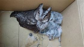 一共發現一隻成鳥四隻雛鳥。（圖／翻攝自新北市府官網）