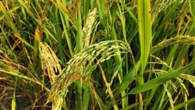 稻米,水稻（示意圖／翻攝自pixabay）