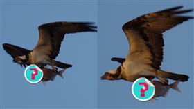 鯛魚,魚鷹,眼神,絕望