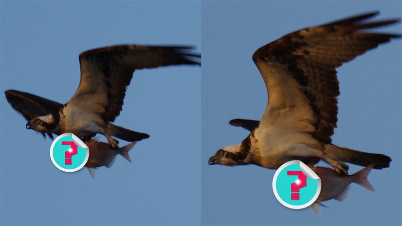 被迫當「飛魚」！鯛魚眼神超絕望　網驚呆