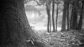 林地,樹木（示意圖／pixabay）