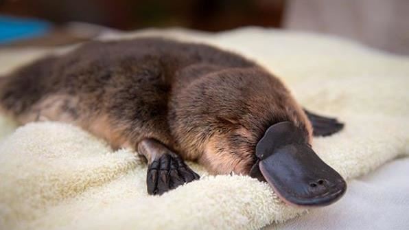 消失逾50年！鴨嘴獸重新現身澳洲國家公園