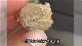 河北女子撿了一顆奇怪的石頭。（圖／CTWANT提供）