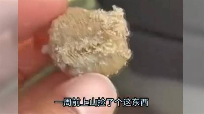 上百隻螳螂在車內！只因她上週做了1件事