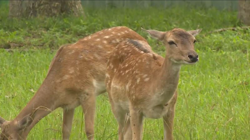 男虐待梅花鹿竟拍攝上網　農業處長：重懲