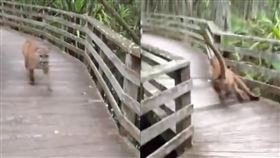 女網友健行遇上美洲獅（圖／翻攝自微博）