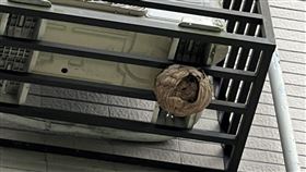 虎頭蜂（新北市政府動保處提供）