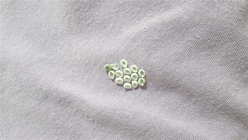 衣服上驚見14粒蟲卵 網嚇壞:完蛋了