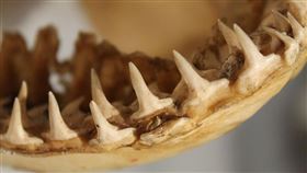 鯊魚牙齒。（示意圖／翻攝自Pixabay）