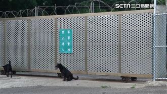 獨／挫國軍形象！新竹裝訓部中士爆虐死狗
