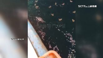 漁民捕鬼頭刀見奇景　百鳥VS.大魚搶餌