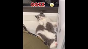 貓咪主人Ｃ先生提供、翻攝自貓咪罵貓版三字經影片