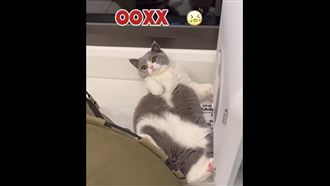 貓咪不爽被吵醒　竟嗆主人喵版三字經