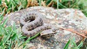 玉管處呼籲，登山遇蛇三寶，不驚、不慌、不動手 ，菊池氏龜殼花