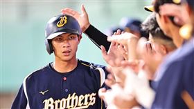 ▲岳政華。（圖／中信兄弟球團提供）