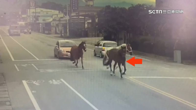 馬路驚魂記！寶馬奔馳中　駕駛急剎停讓道