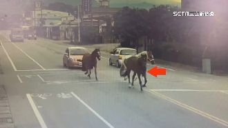 馬路驚魂記！寶馬奔馳中　駕駛急剎停讓道