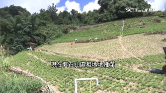 租山種菜如博奕　揭平地菜販高山契作眉角