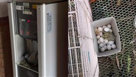 東華大學野鴿在飲水機築巢下蛋（圖／東華大學提供）