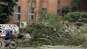 ▲台北市立大學博愛校區內一大樹19日突然倒塌，壓垮圍牆，所幸沒有波及路人，僅圍牆破損及壓到停放在人行道上的機車。目前台北市工程單位已到場處理。（圖／翻攝畫面）